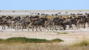It was proclaimed a game reserve in march 1907 in ordinance 88 by the governor of german south west africa, dr. Etosha National Park Picture Of Namibia Africa Tripadvisor