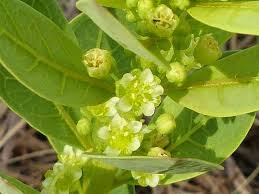 Image result for Clutia monticola