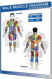In flexion exercises you bend forward to stretch the muscles of the b. 24 X 36 Laminated Fitness Poster Wall Chart Muscle Diagram Productive Fitness Cmdl Muscle Diagram Fitness Motivation Inspiration Muscle Women