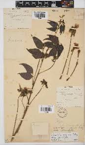 Image result for Decorsea schlechteri