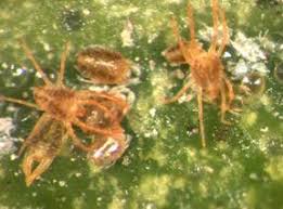The citrus rust mite (crm) and the pink citrus rust mite (pcrm) are found on all citrus varieties throughout florida. Https Efsa Onlinelibrary Wiley Com Doi Pdf 10 2903 J Efsa 2013 3317