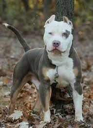 Beautiful Markings Pitbull Terrier Dogs Pitbull Puppies