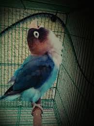 Untuk mengeluarkan sifat lovebird konslet, saat akan naik ke gantangan, lovebird dipisah dengan pasangan. Cara Mudah Membuat Lovebird Ngekek Mangap Pamankicau