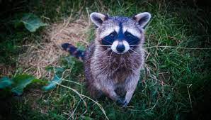 6 Ways To Deter Raccoons From Your Backyard Halton Wildlife Services