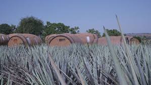 Located in the picturesque turtle creek neighborhood of dallas, jalisco norte offers the perfect location for your events and. 5 Cities Tequila Lovers Must Visit In Mexico S State Of Jalisco