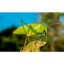 Check spelling or type a new query. Harga Belalang Hidup Terbaru Juli 2021 Biggo Indonesia