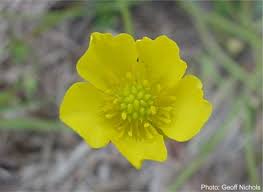 Image result for Ranunculus multifidus