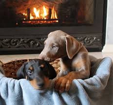 Sorry, there are no doberman pinscher puppies for sale in illinois at this time. Brown Doberman Puppies For Sale Near Me