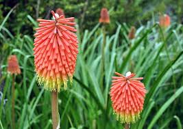 Image result for Clutia galpinii