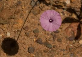 Image result for Ipomoea magnusiana