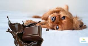 Check spelling or type a new query. What To Do If Your Dog Eats Chocolate Dogs Naturally