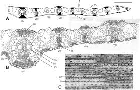 Image result for Sartidia angolensis