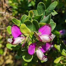 Image result for Polygala myrtifolia
