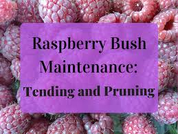 We did not find results for: How And When To Plant And Prune Raspberry Bushes Dengarden