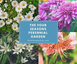 When space is available, beds that are 6′ wide or wider look most pleasing. The Four Seasons Perennial Garden Farmfoodfamily