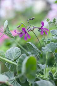 Image result for Pelargonium domesticum round-leaved bushy