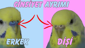 Muhabbet Kusu Cinsiyeti Nasil Anlasilir Youtube