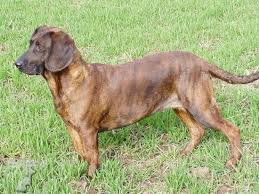 Image result for hannoverský barvář