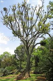 Image result for Cussonia corbisieri