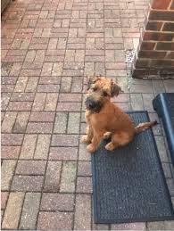 Search by breed, size, & more. Irish Terrier Puppies We Love Irish Terriers