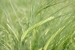 Image result for Homozeugos katakton