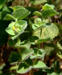 Image result for Chrozophora plicata