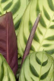 Image result for Maranthes floribunda