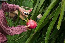 Dragon fruit, or pitaya, are cactus fruit that come in three types. How To Grow Dragon Fruit Pitaya Growing Planting Tips Better Homes And Gardens