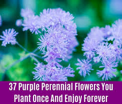 Check spelling or type a new query. 37 Purple Perennial Flowers You Plant Once And Enjoy Forever