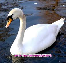 Maybe you would like to learn more about one of these? Perbedaan Antara Angsa Bebek Dan Angsa