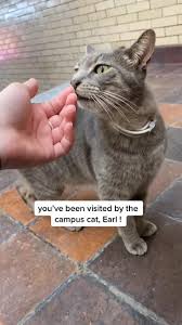 he investigate #pratt #cat #campuscat #artschool