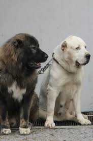 Pin On Doggos