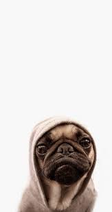 4k, 3840x2160, 8k, 7680x4320, 1920x1080. Rapper Not Wallpaper Iphone Novocom Top