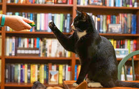 Let's review how it works: Training For Shelter Cats Best Friends Animal Society