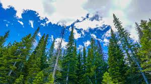 In the state of washington, native pine trees include the western white pine (pinus monticola), whitebark pine (pinus albicaulis), ponderosa pine (pinus ponderosa) and the lodgepole pine (pinus contorta). The Most Beautiful Forests To Visit In Washington State