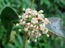 Image result for Psydrax