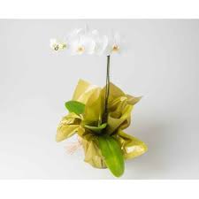 Bunga untuk dublin, ireland menawarkan sama hari bunga penghantaran untuk dublin, ireland pada kadar yang sangat. Brasilia Orkid Phalaenopsis Untuk Hadiah Orkid Phalaenopsis Untuk Hadiah Penghantaran Bunga Brasilia Bunga Dalam Talian Brasilia