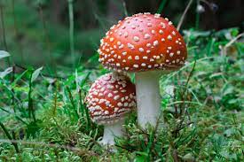 Beyond Psilocybin Mushrooms Have Lots Of Cool Compounds Scientists Should Study Discover Magazine