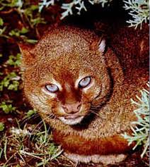 We have a democratic mayor and largely voted for biden, she wrote, adding that they're working to turn texas blue but it's going slower. Endangered Jaguarundi Returns To Texas