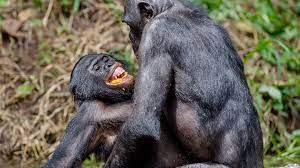 Free shipping & returns available. Bonobos Matriarchat Und Sex Fur Den Frieden Wwf Blog