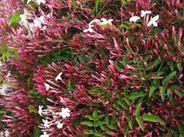 Pink jasmine is an excellent climbing plant for covering any surface in your garden. Jasminum Polyanthum Pink Jasmine Diaco S Garden Nursery