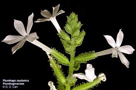 Image result for Plumbaginaceae