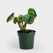 Peperomia is a tropical perennial plant genus in the family there is vast variation between the various types of peperomia leaves. Greenery Unlimited Peperomia Watermelon 4