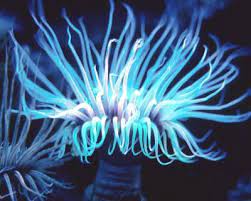 Comb Jellies Phylum Ctenophora On Pinterest Jelly Jellyfish And Deep Sea Creatures Sea Anemone Deep Sea Creatures Sea Plants