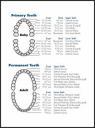 We did not find results for: 10 Best Tooth Chart Printable Full Sheet Printablee Com
