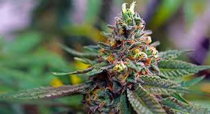 Wtf Is Skunk Weed And Why Does It Smell That Way Mj Pureplay Index