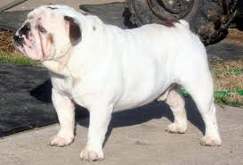 We are experienced in shipping and can arrange details. Texas English Bulldogs Puppies For Sale English Bulldog Breeder Stud Services