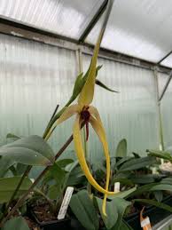 Image result for Bulbophyllum vulcanicum