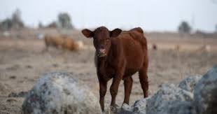 الخبر غير متاح Animals Breaking News