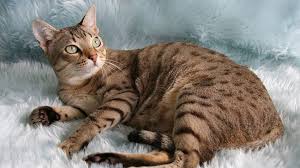 Most of its specimens make typical lap cats and crave for staying near their masters all day long. Australian Mist Cats Pet Health Insurance Tips